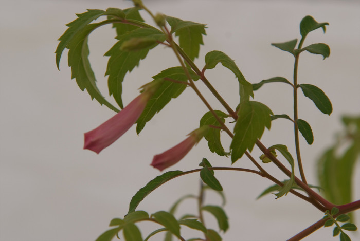 애기능소화 - Tecomaria capensis