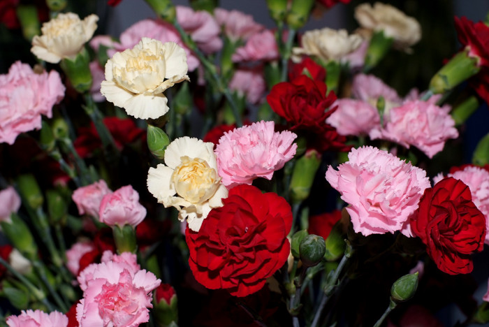 카네이션 - Bernard, Dianthus caryophyllus L.