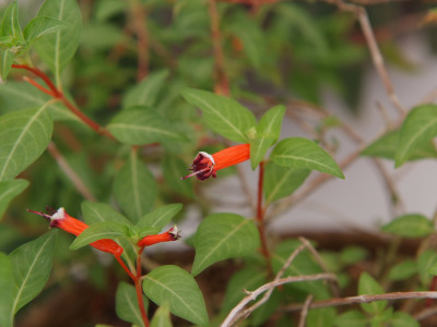 시가플라워 사진 - cigar-flower Photos
