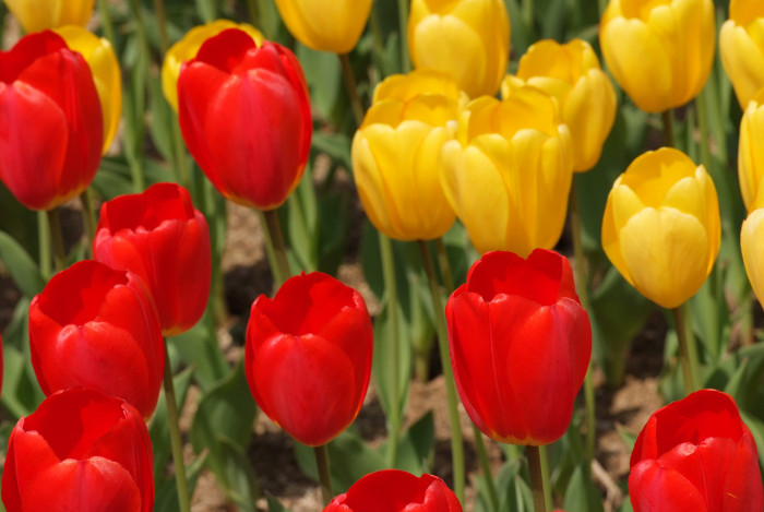 튤립 - Tulip, Tulipa gesneriana