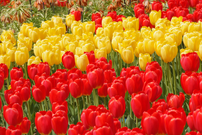 튤립 - Tulip, Tulipa gesneriana