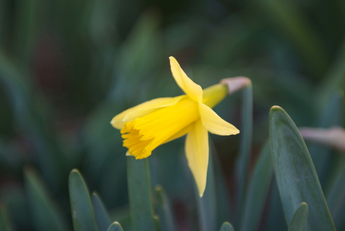 수선화 - daffodil, Narcissus tazetta var. chinensis
