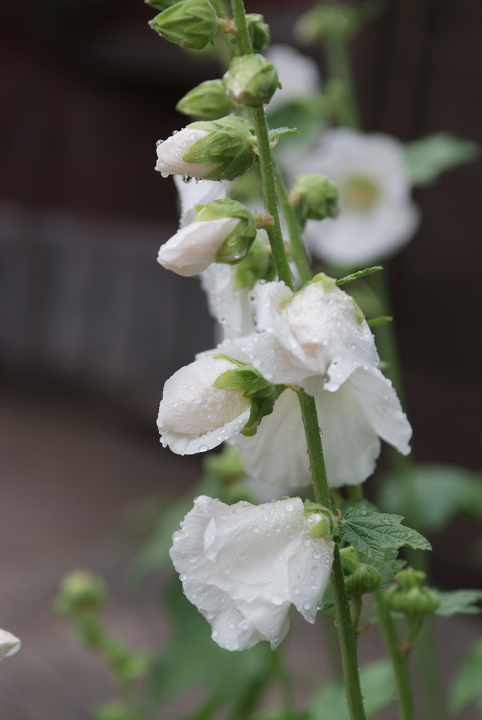 접시꽃 - Alcea rosea, Althaea rosea