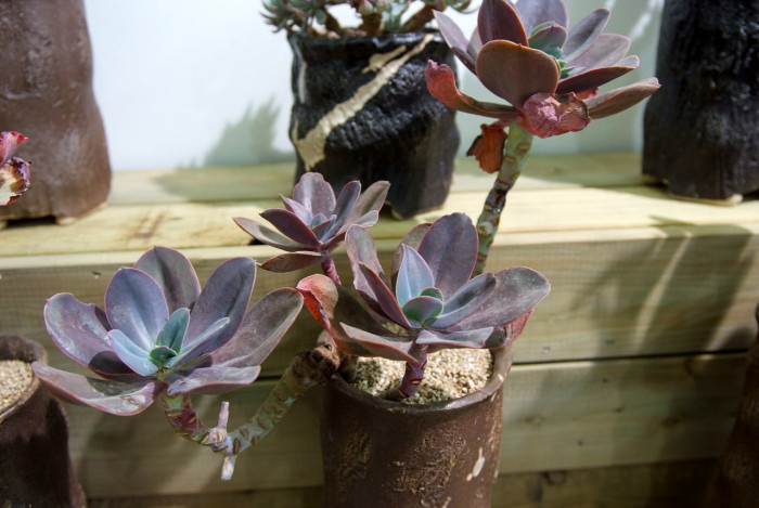 흑괴리 - Graptoveria Fred Ives