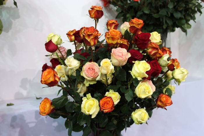 장미 - Rose, Rosa hybrida