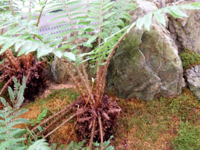 나도히초미 사진 - Polystichum polyblepharum (Roem. ex Kunze) C.Presl var. polyblepharum Photos