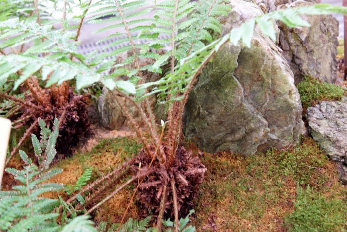 나도히초미 - Polystichum polyblepharum (Roem. ex Kunze) C.Presl var. polyblepharum
