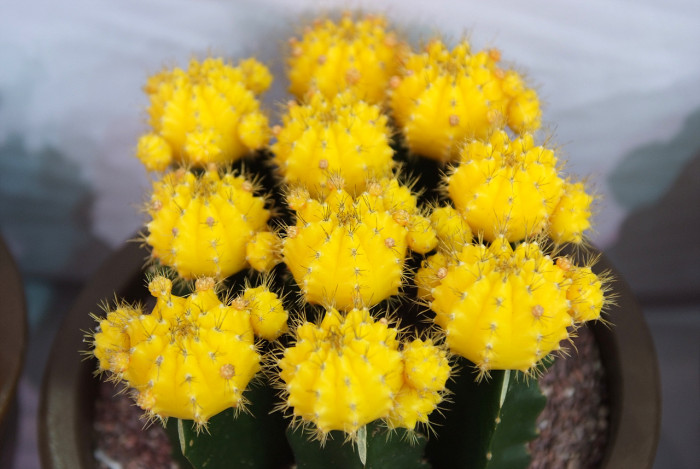 선인장 - Opuntia ficus-indica Mill.