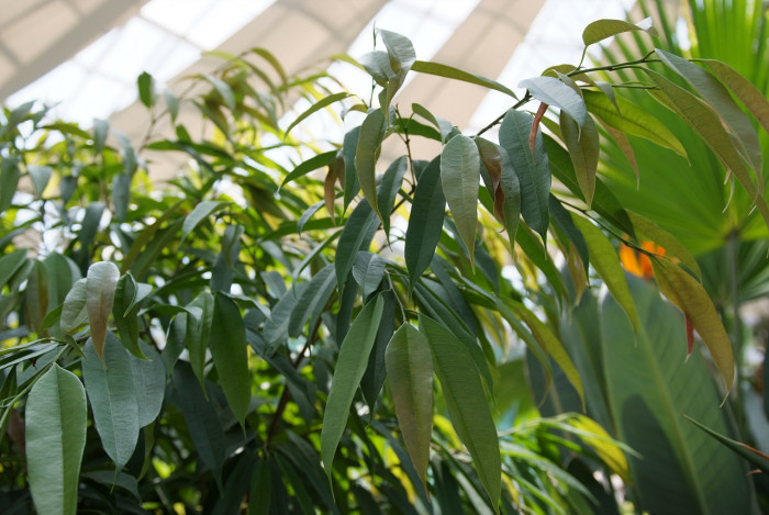 알리고무나무 - Alii Fig, Banana-Leaf Fig, Ficus macleilandii Alii