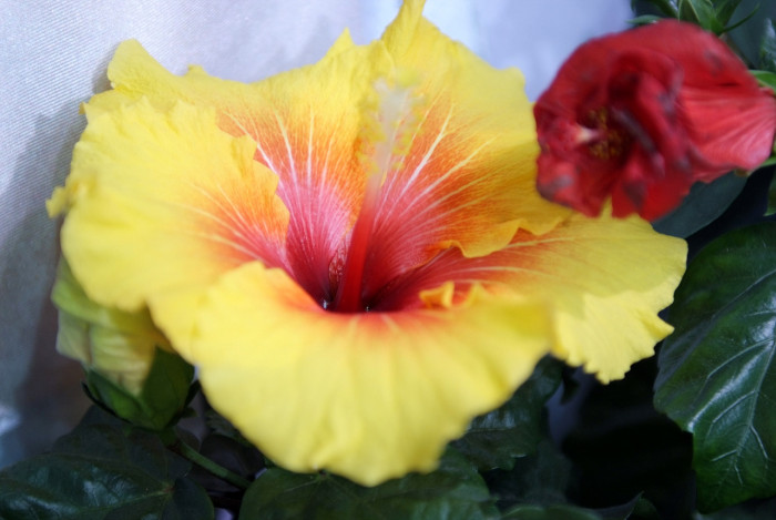 하와이무궁화 - hawaiian hibiscus, Hibiscus rosa-sinesis L.