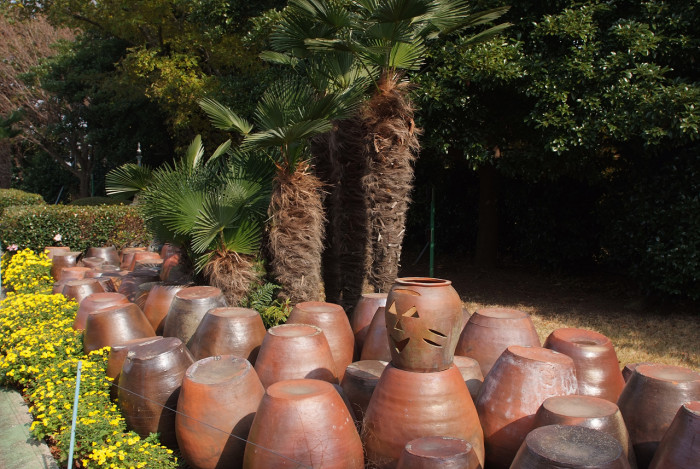 당종려 - Chinese windmill palm, windmill palm, Chusan palm, Trachycarpus fortunei