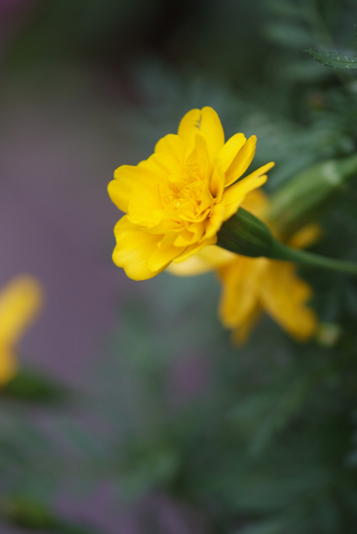메리골드 - Marigolds, Tagetes spp.