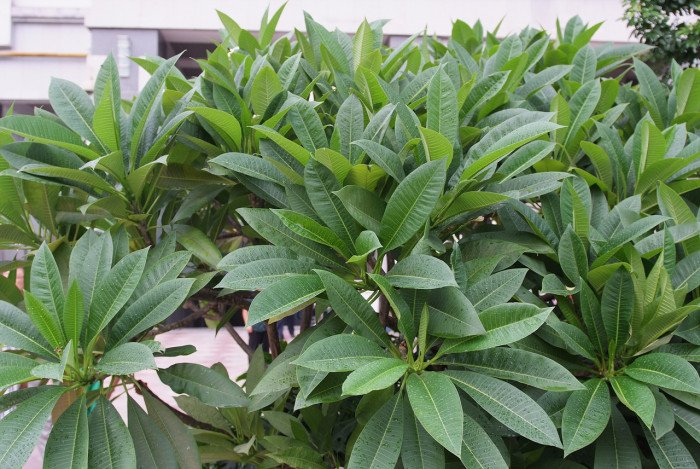 러브하와이 - Flumeria, Plumeria Alba