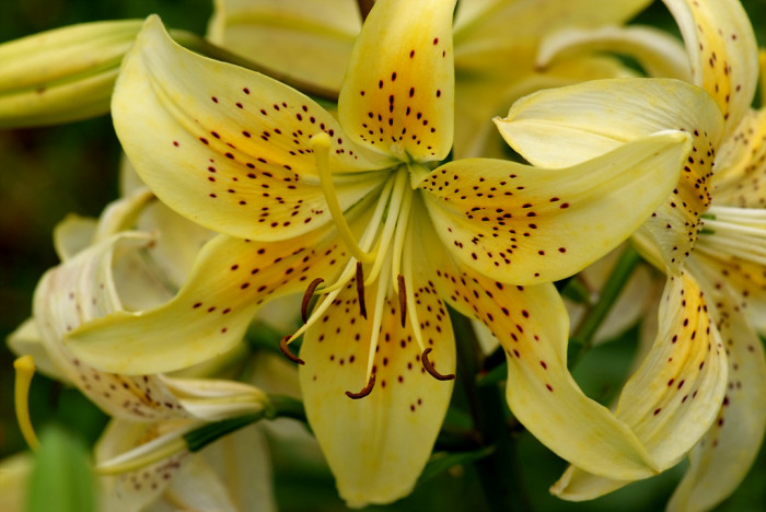 백합 - Lily, Lilium longiflorum Thunb.