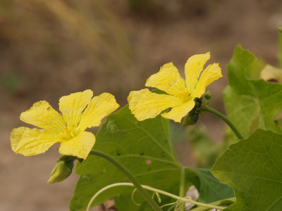 수세미오이 사진 - Luffa cylindrica Roem. Photos