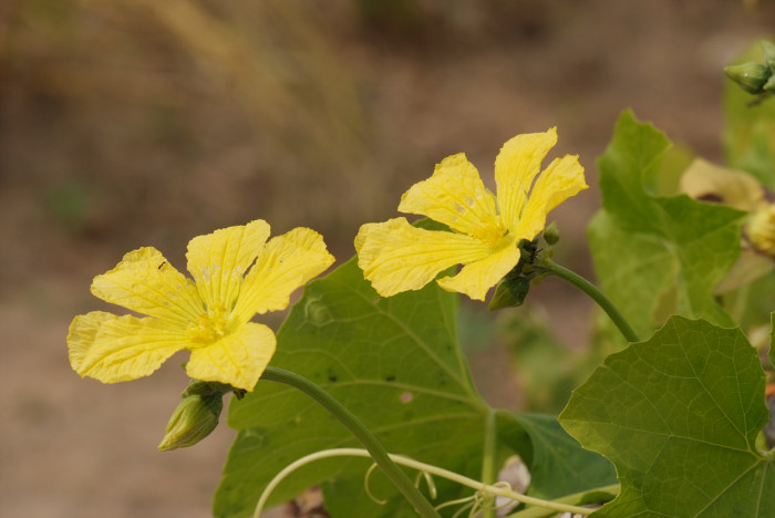 수세미오이 - Luffa cylindrica Roem.