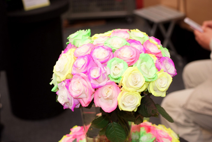 장미 - Rose, Rosa hybrida