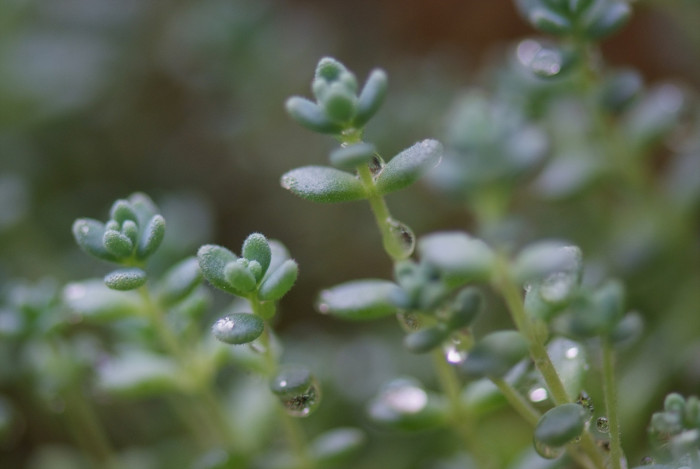 좀바위솔 - Orostachys minuta (Kom.) A.Berger