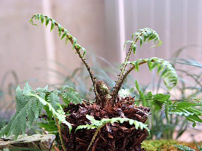 곰비늘고사리 사진 - Dryopteris uniformis (Makino) Makino Photos