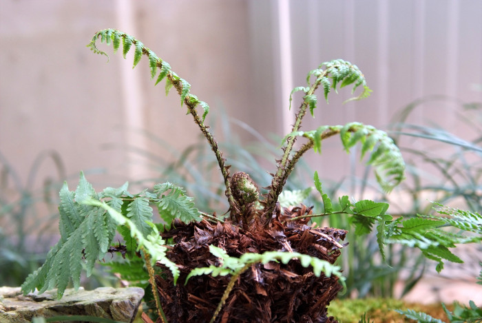 곰비늘고사리 - Dryopteris uniformis (Makino) Makino