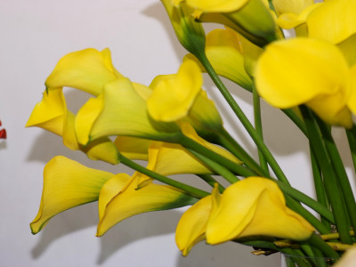 칼라 사진 - Zantedeschia aethiopica Photos