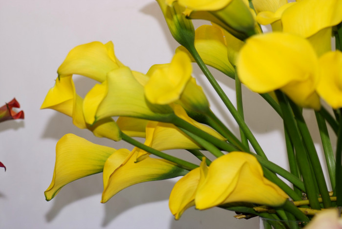 칼라 - calla, Zantedeschia aethiopica