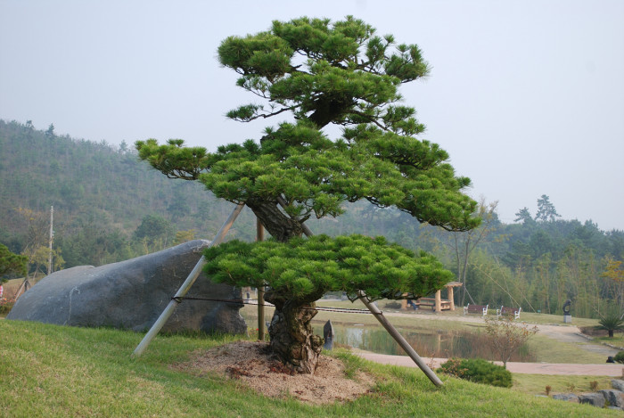 소나무 - Pine Tree, Pinus densiflora Siebold & Zucc.