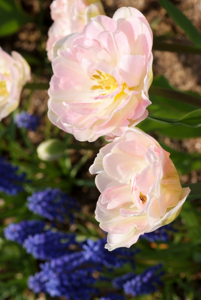 튤립 - Tulip, Tulipa gesneriana