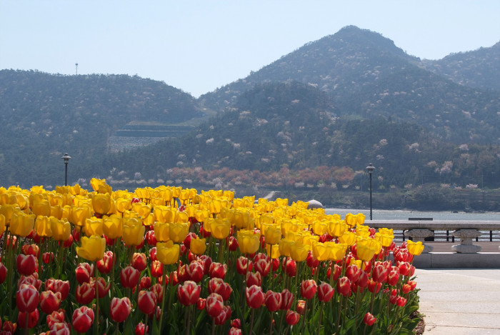 튤립 - Tulip, Tulipa gesneriana