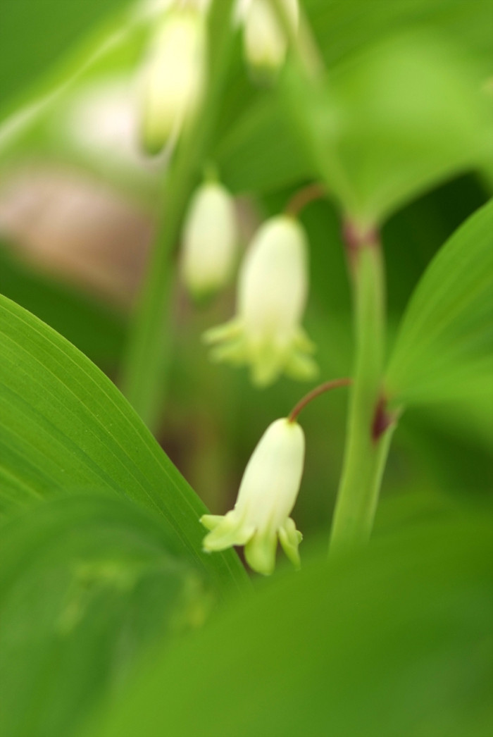 둥굴레 - ㅋㅋ, Polygonatum odoratum var.pluriflorum