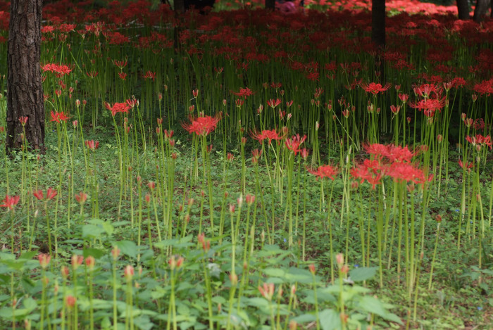 석산 - red spider lily, Lycoris radiata