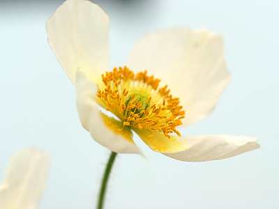 두메양귀비 사진 - papawer coreanum Photos