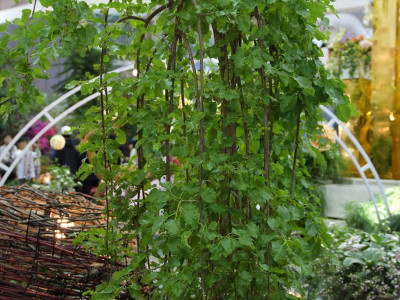 뽕나무 사진 - Morus alba L. Photos