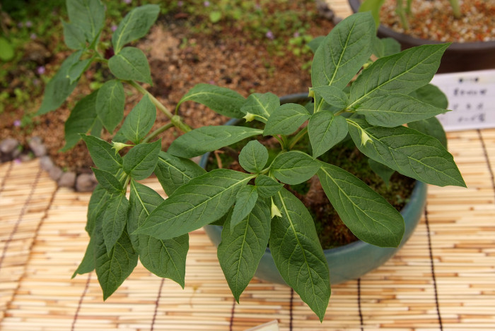 미치광이풀 - Scopolia japonica Maxim.