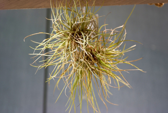 틸란디시아 - Tillandsia bergeri