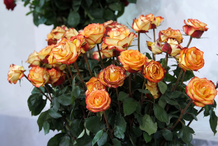 장미 - Rose, Rosa hybrida