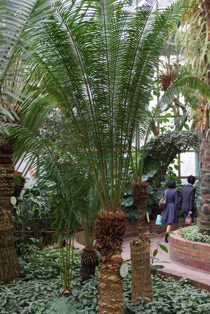 메디아소철 - Australian Nut Palm, Cycas media R. BR.