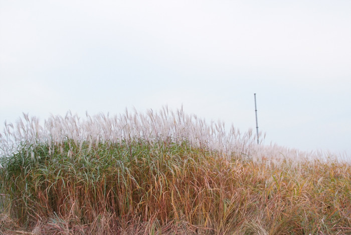 억새 - peder, Miscanthus sinensis var. purpurascens (Andersson) Rendle