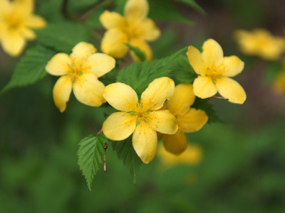 황매화 사진 - Kerria japonica Photos