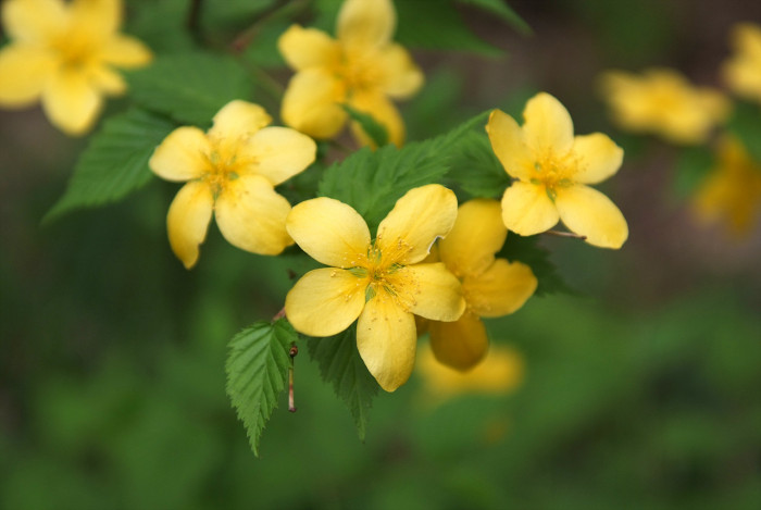 황매화 - Japanese Kerria, Kerria, Kerria japonica