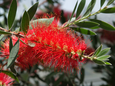 병솔나무 사진 - Callistemon lanceolatus Photos