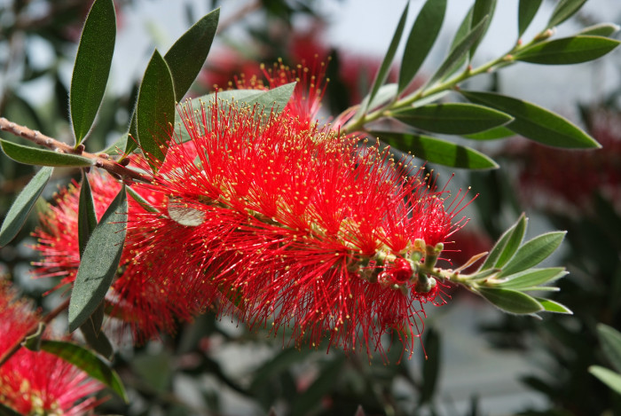 병솔나무 - Bottlebrush, Callistemon lanceolatus