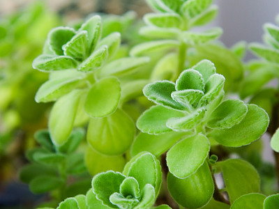 장미허브 사진 - Plectranthus tomentosa Photos