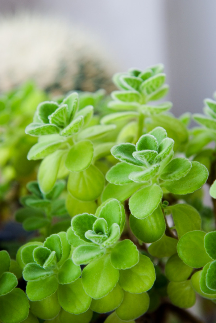 장미허브 - Vicks plant, Plectranthus tomentosa