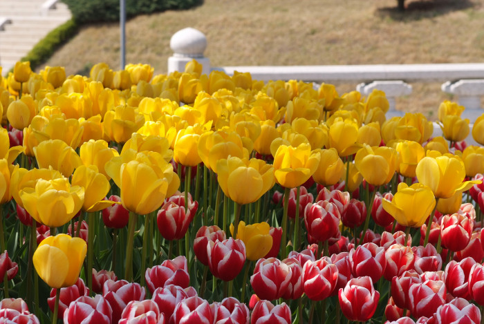 튤립 - Tulip, Tulipa gesneriana