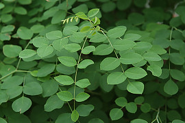 조록싸리 - Lespedeza maximowiczii C.K.Schneid.