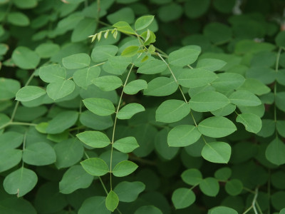 조록싸리 사진 - Lespedeza maximowiczii C.K.Schneid. Photos