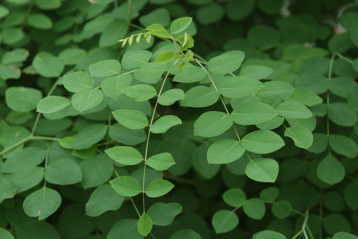 조록싸리 - Lespedeza maximowiczii C.K.Schneid.
