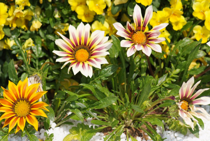 가자니아 - Gazania, Gazania rigens (L.) Gaertn.