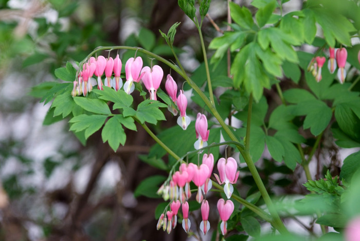 금낭화 - Dicentra spectabilis